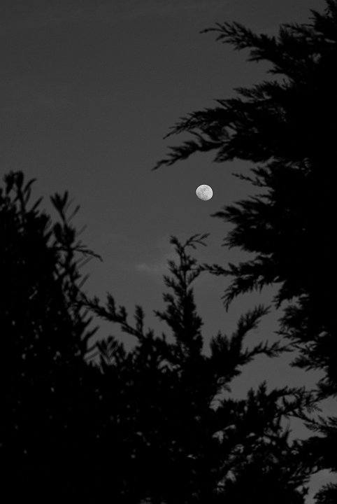 IMGP1911 bw.jpg